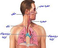 پاورپوینت آموزشی دستگاه تنفسی علوم چهارم ابتدایی.